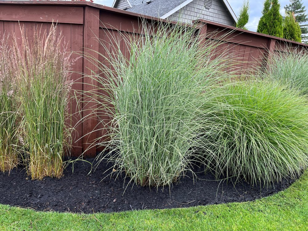 Enhance your garden with decorative grass varieties for every climate