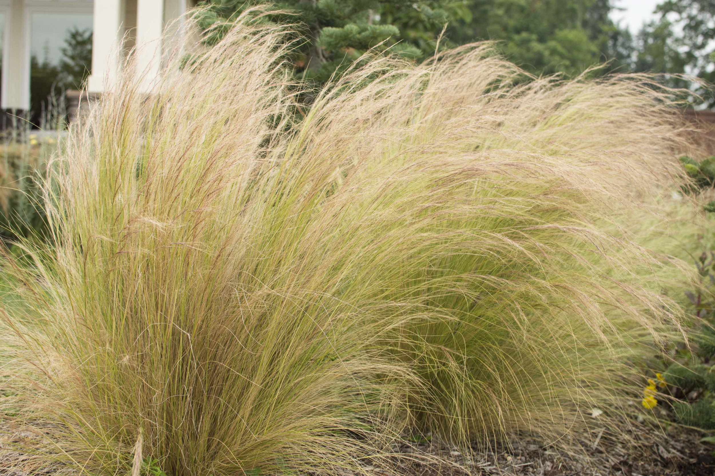 Mexican Feather Grass