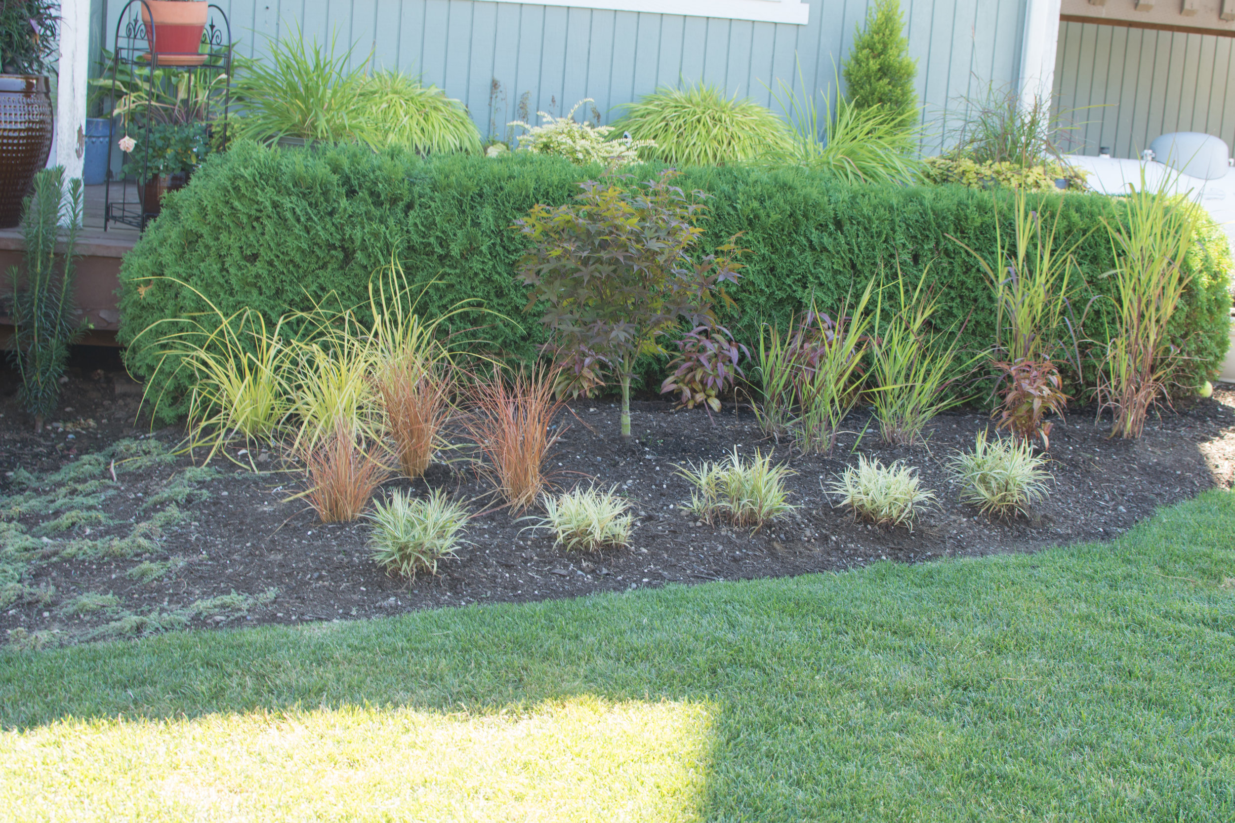 Ornamental Grasses Of Puget Sound, Landscaping With Ornamental Grasses Plans
