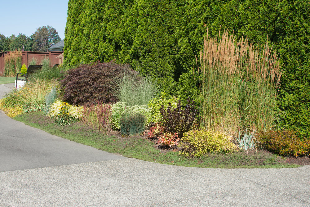 Ornamental Grass Display Garden, How To Use Ornamental Grasses In Landscape