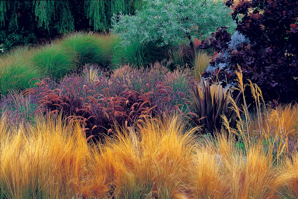 Ornamental Grasses of Puget Sound Nursery Blog — Ornamental Grasses