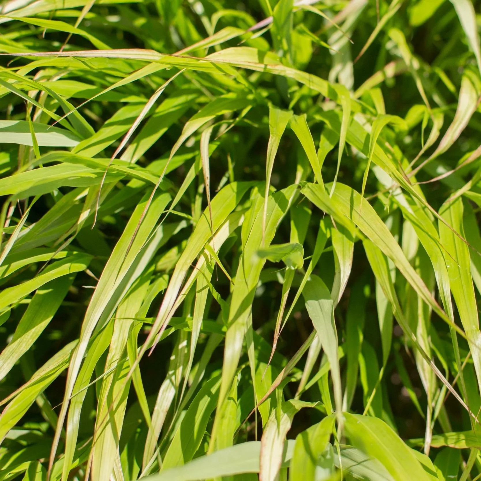 Beni-Kaze Grass Hakonechloa