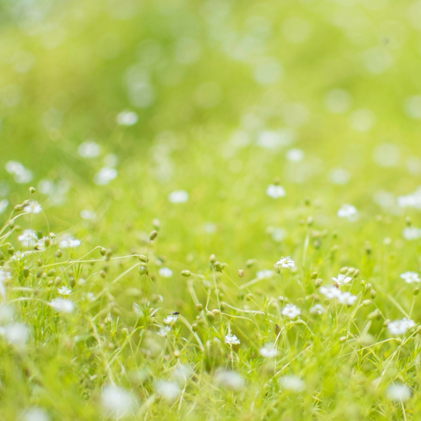 Scotch Moss - Sagina