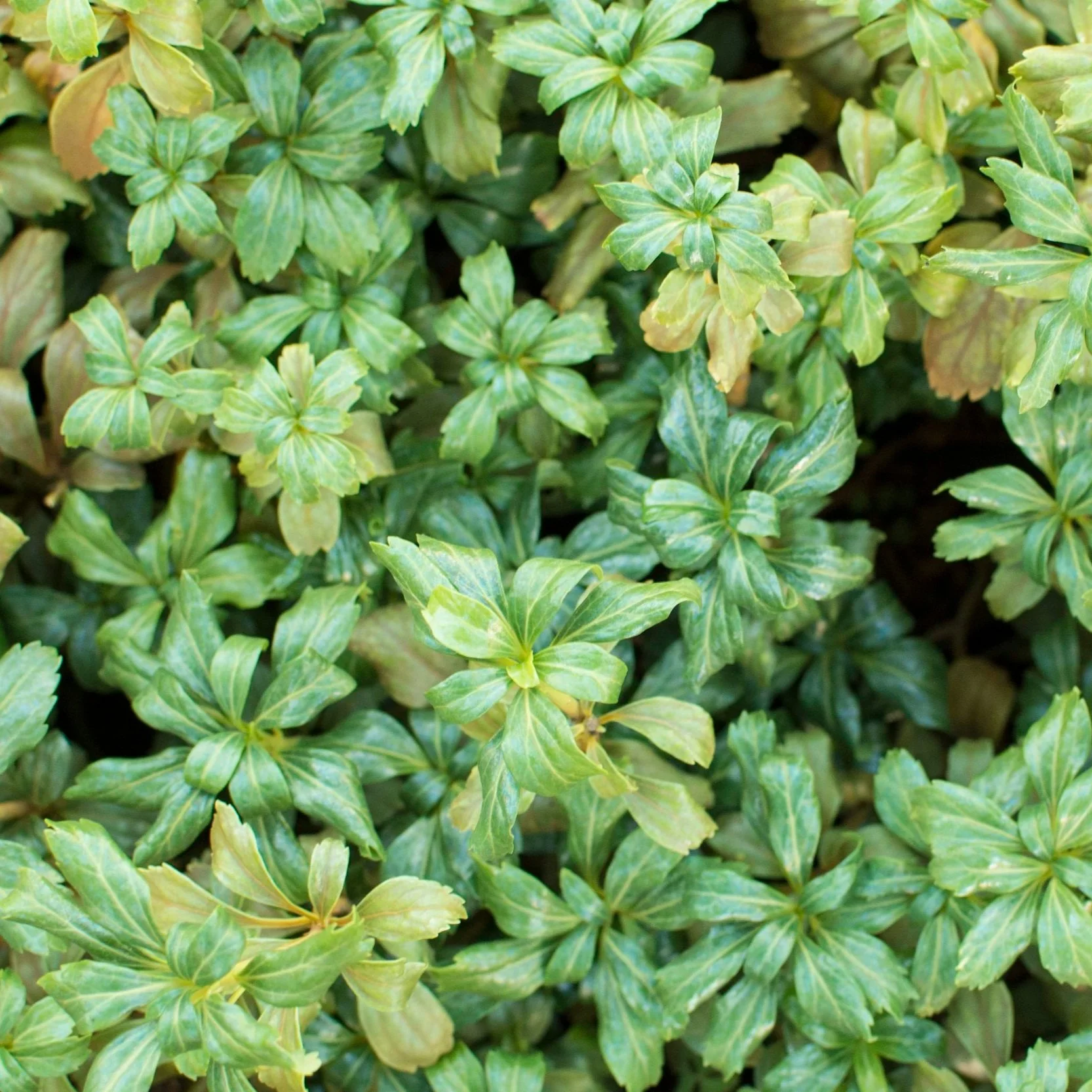 Green Sheen - Pachysandra