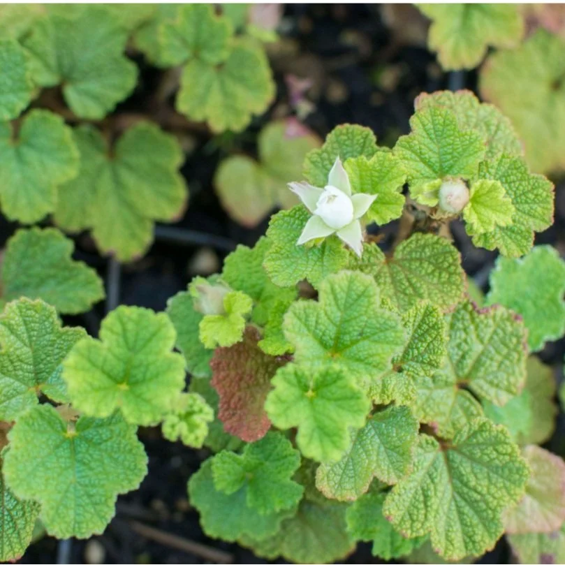 Creeping Raspberry - Rubus