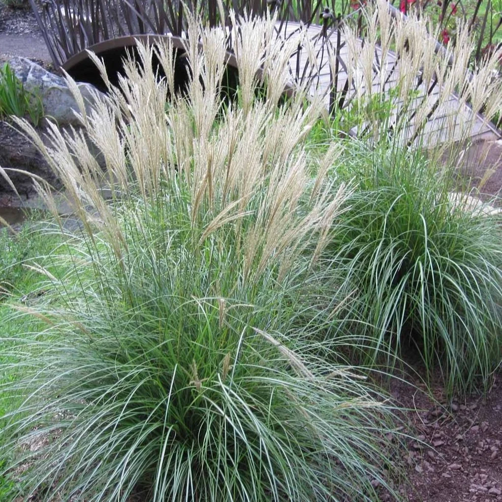Miscanthus Adagio