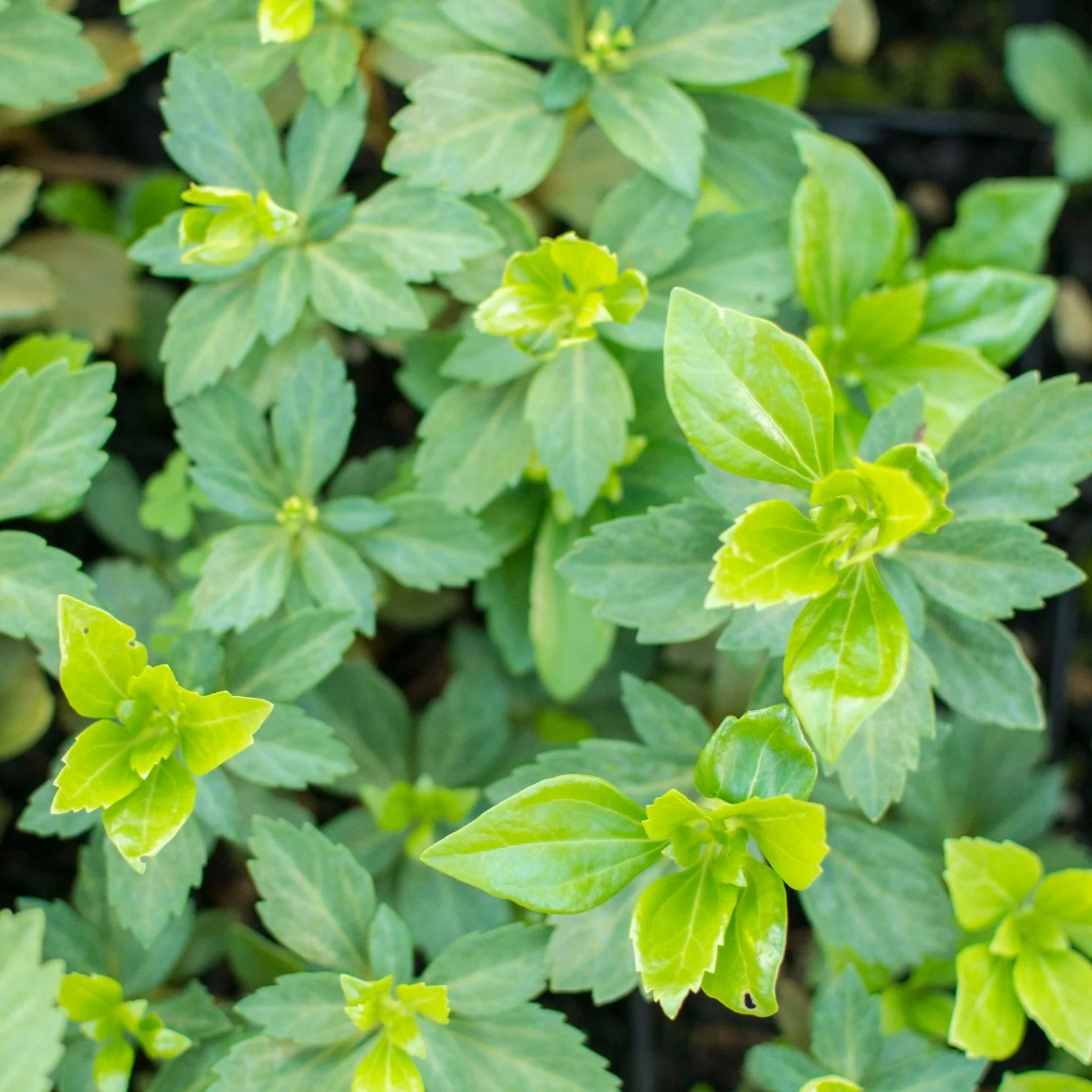 Japanese Spurge - Pachysandra