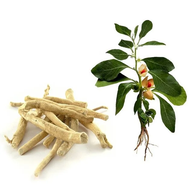 Ashwagandha – The anti-stress herb