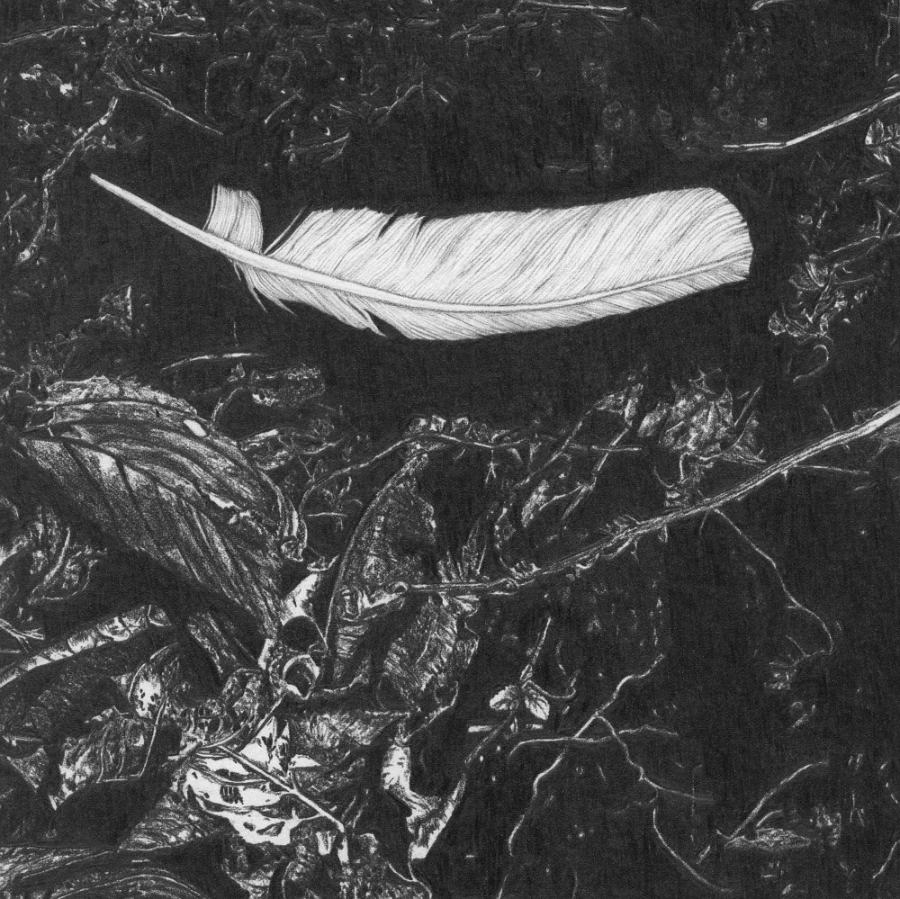 Feather II_angelagnyp.jpg