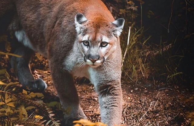 Do you know what to do if you see a mountain lion while hiking? Almost half of California is prime mountain lion country. According to @sandiegoparks, &ldquo;the potential for being injured by a mountain lion is quite low compared to other natural ha