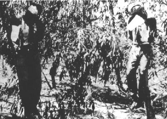 The bodies of Sergeants Martin and Paice hanging from eucalyptus trees after being executed by the Irgun the day before. Photo source: Wikipedia
