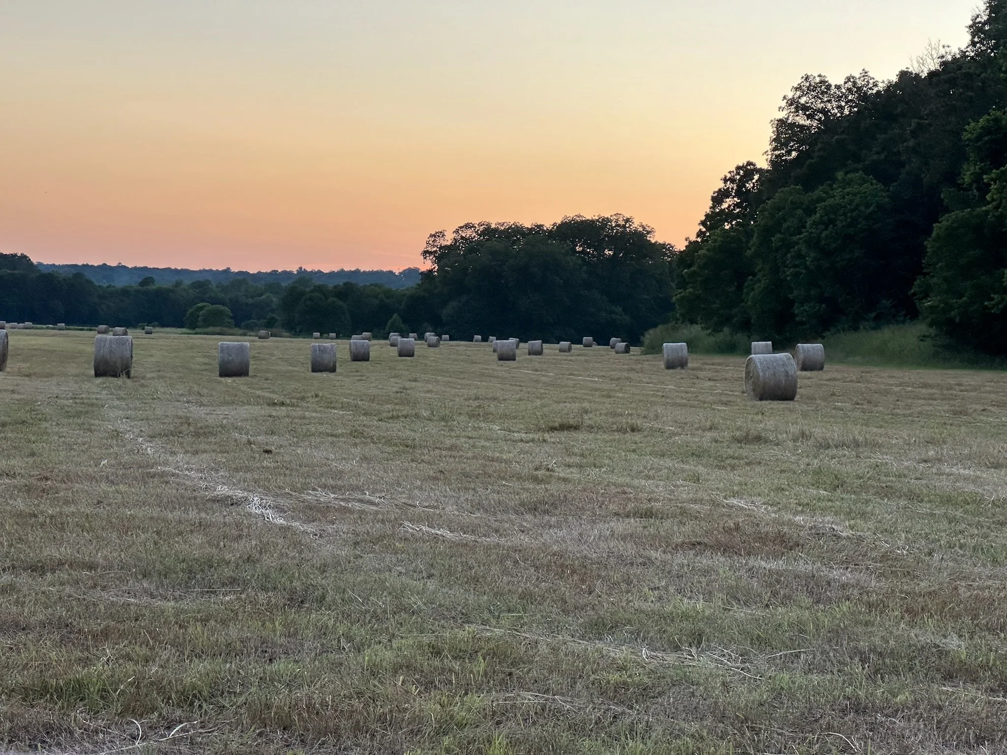 hayfield.jpeg