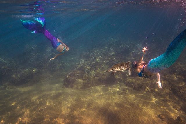 One of these mermaids is not like the others....Cool fact about the #hawaiiangreenseaturtle - twenty years ago you would be hard pressed to swim with one of these guys, but educating folks on how to respect these #honu has helped increase sightings a