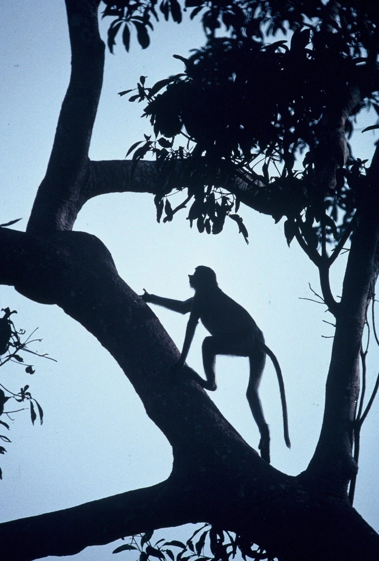 Belanda Monkey.JPG