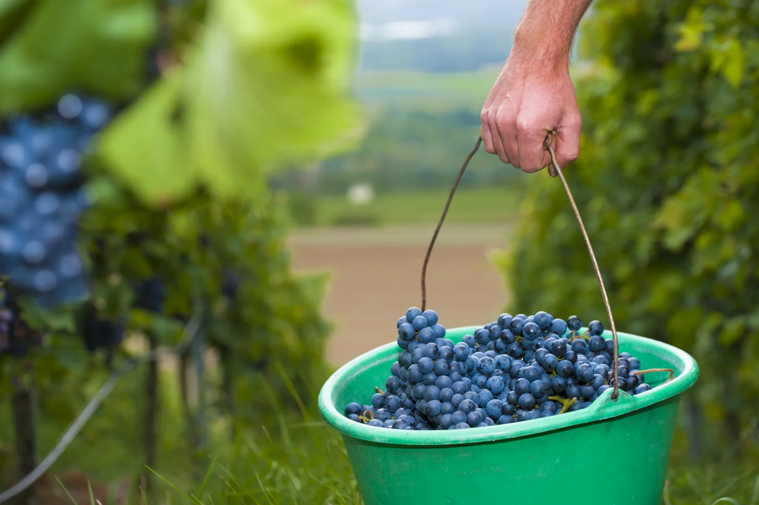 güglingen-wg- weinfest (12 von 17).jpg