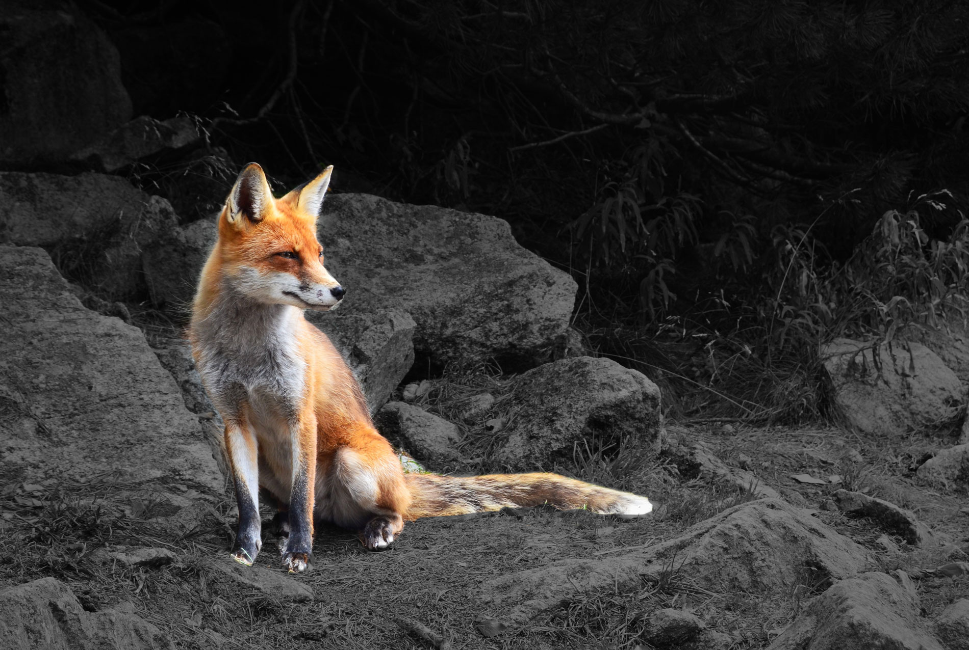 fox-1.jpg