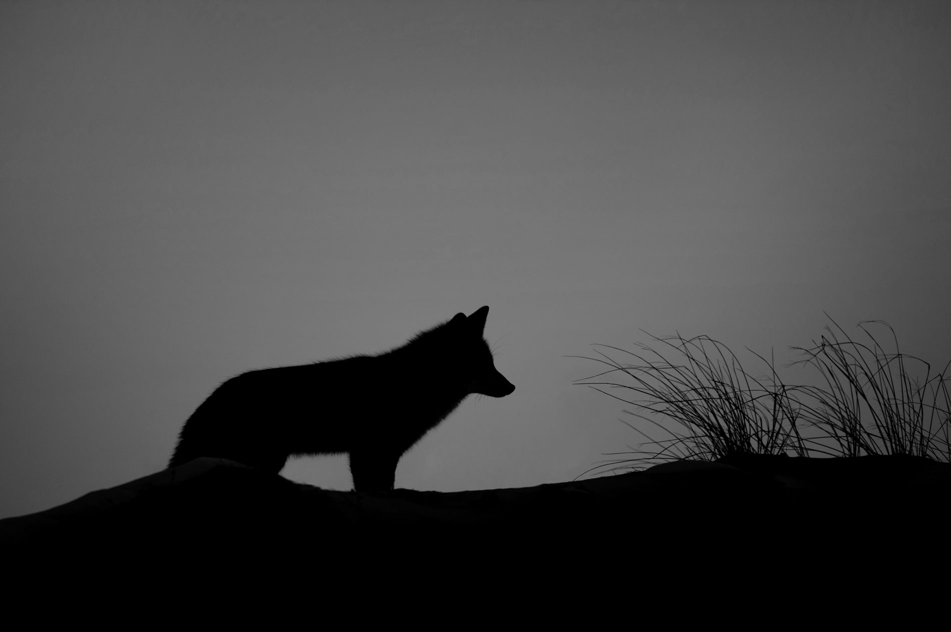 fox-3.jpg