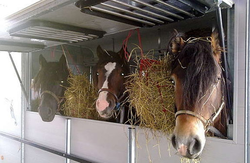 Boeckmann Traveller G3 horses.jpg