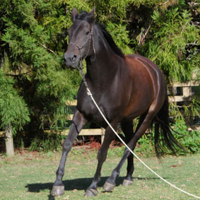 Hazel. I am the family HORSE and keen tester OF BOECKMANN FLOATS. SO FAR EVERYONE GOT MY APPROVAL. AS SOON AS I SEE A Boeckmann FLOAT I WANT TO GO INSIDE - NEEDLESS TO SAY THAT I SELF-LOAD. There is always a small treat waiting for me inside. I AM ALSO INVOLVED IN PHOTO SHOOTS.