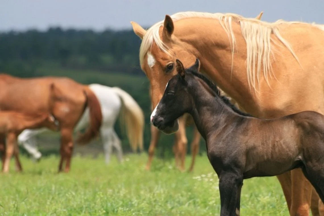 Floating mares and foals