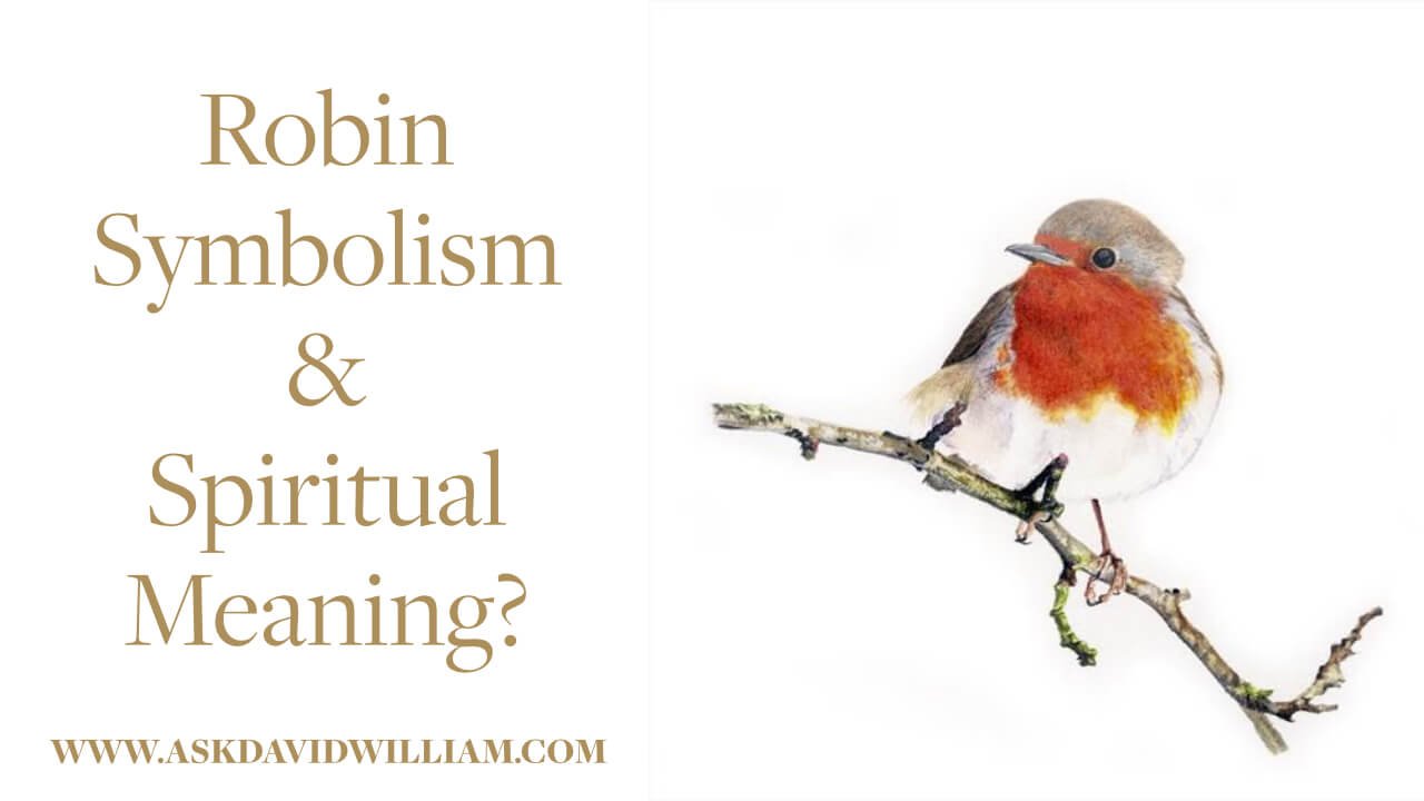 Do Robin Bird Sightings Have Meaning? - Birds and Blooms