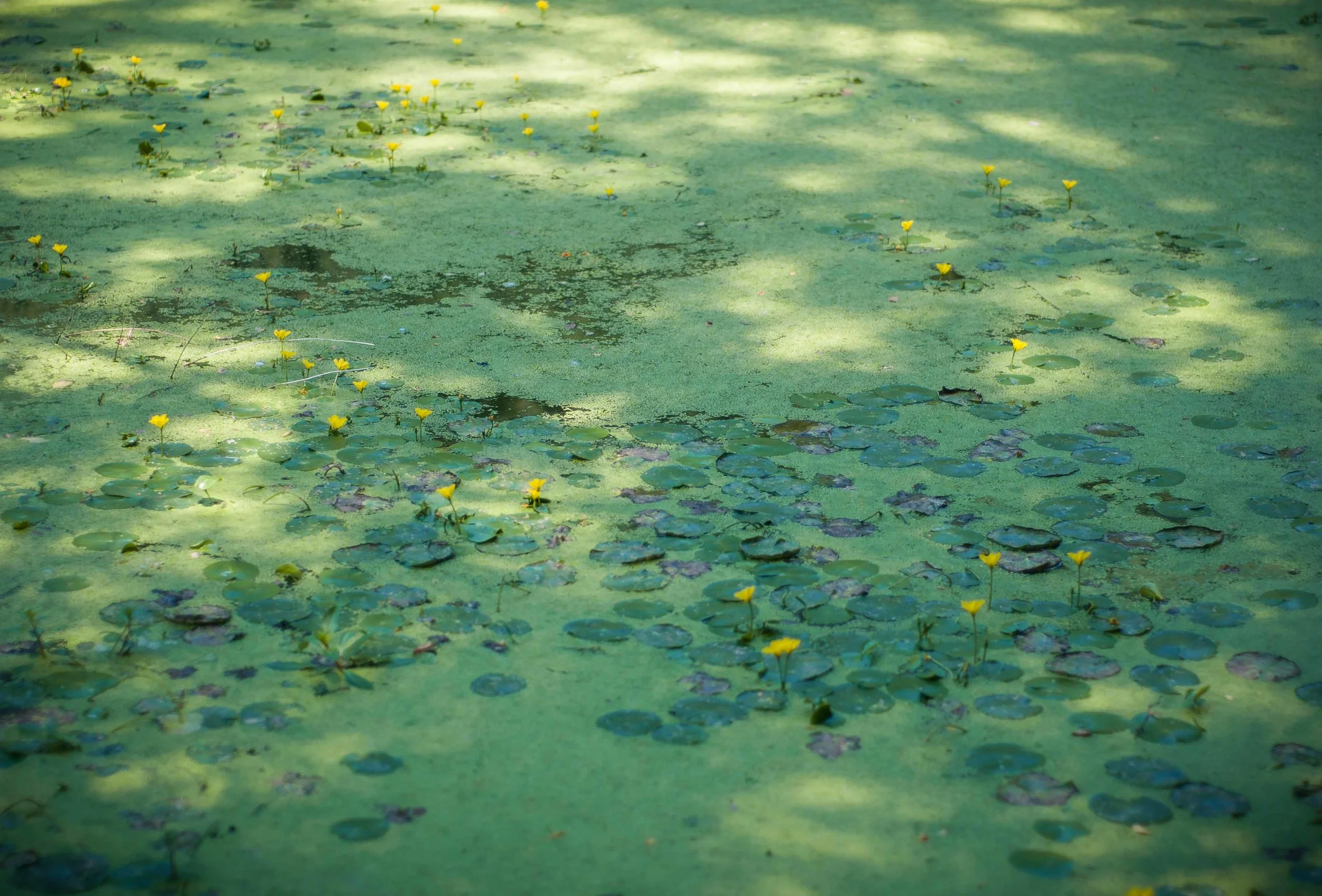 Prospect Park Lake