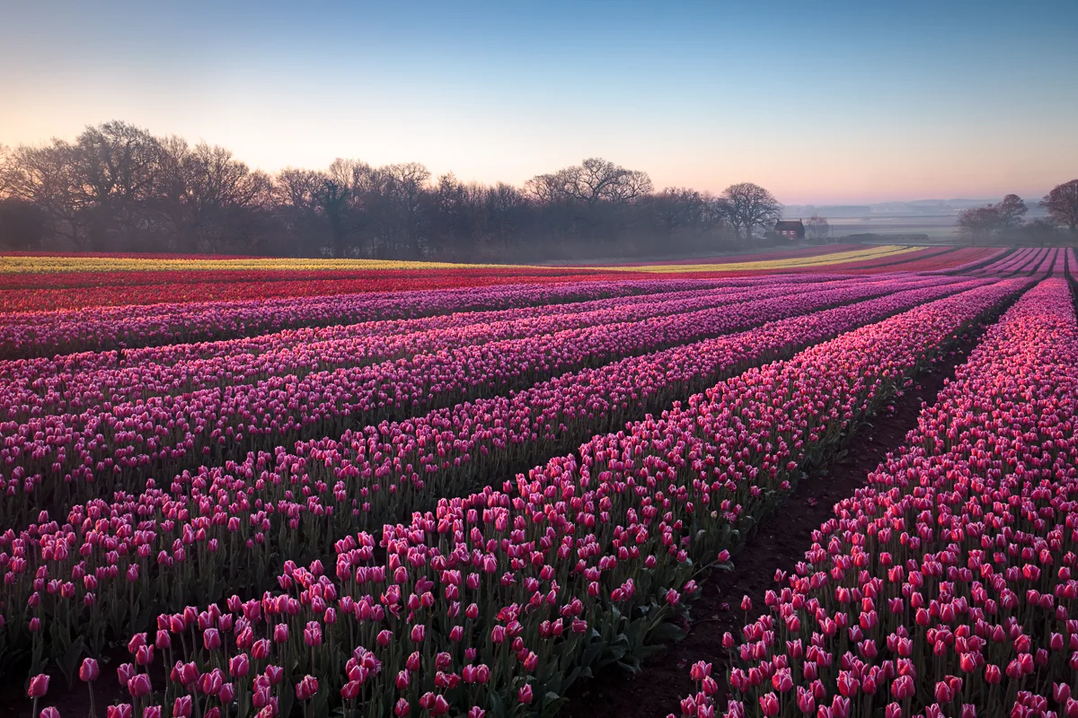 Tulips from Norfolk