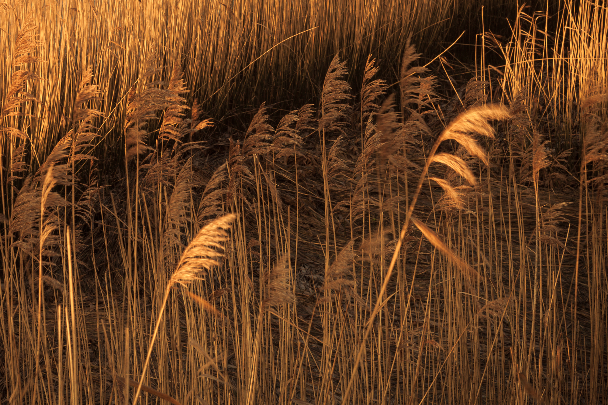 Light and shadows on the reed beds
