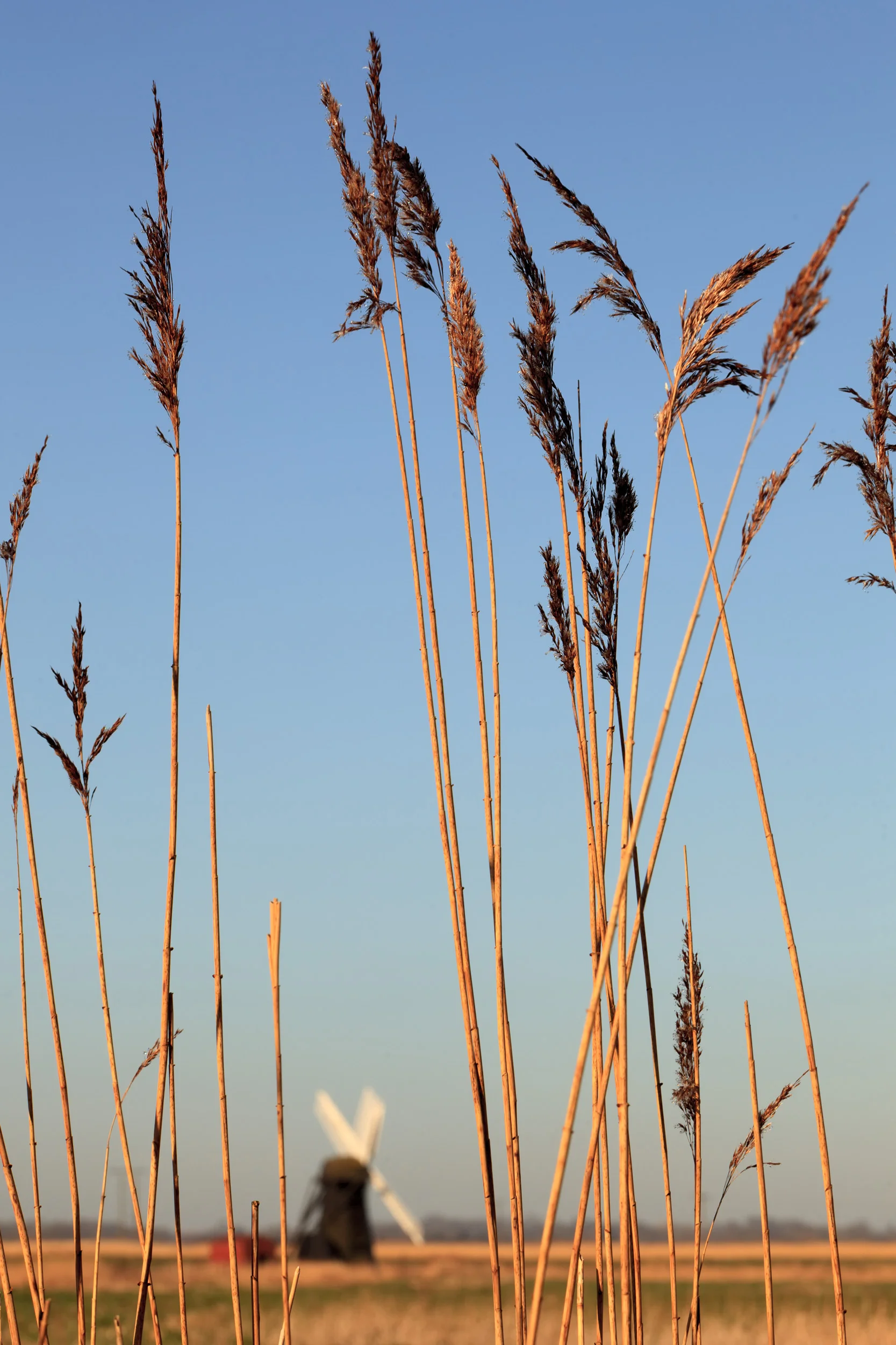 Across the marsh Herringfleet, Suffolk