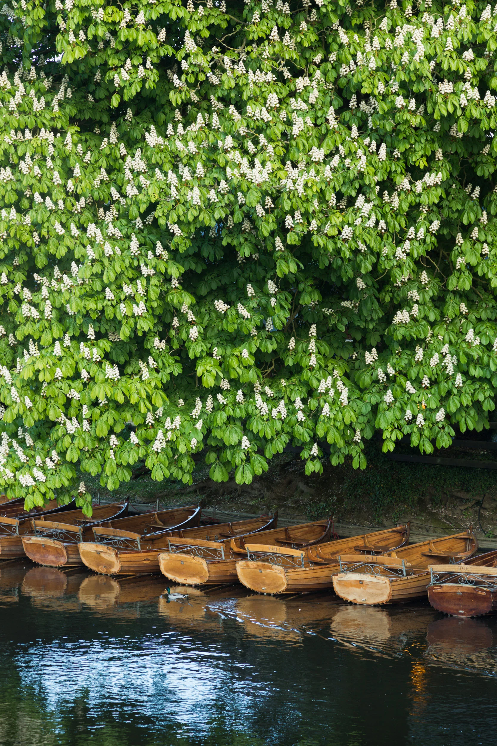 Row II Dedham, Essex