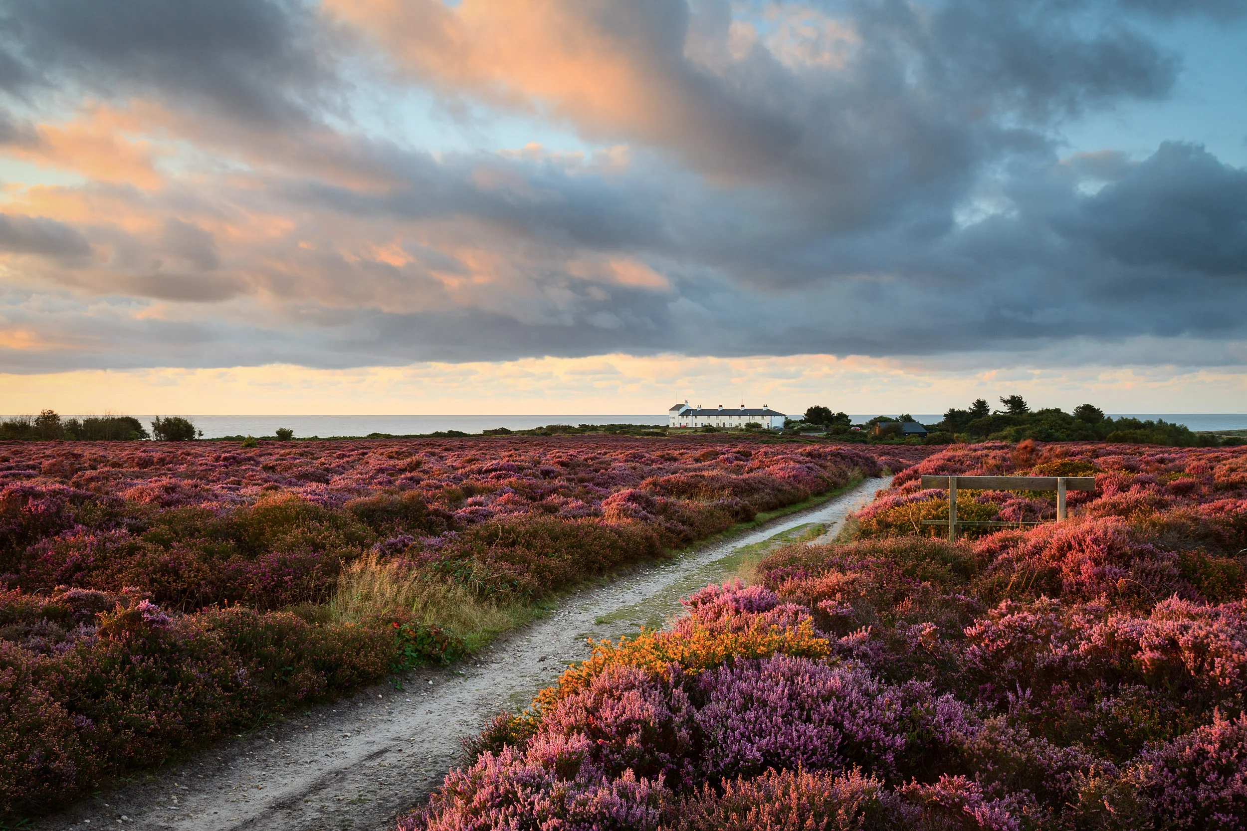 Sea of Heather Dunwich Heath, Suffolk