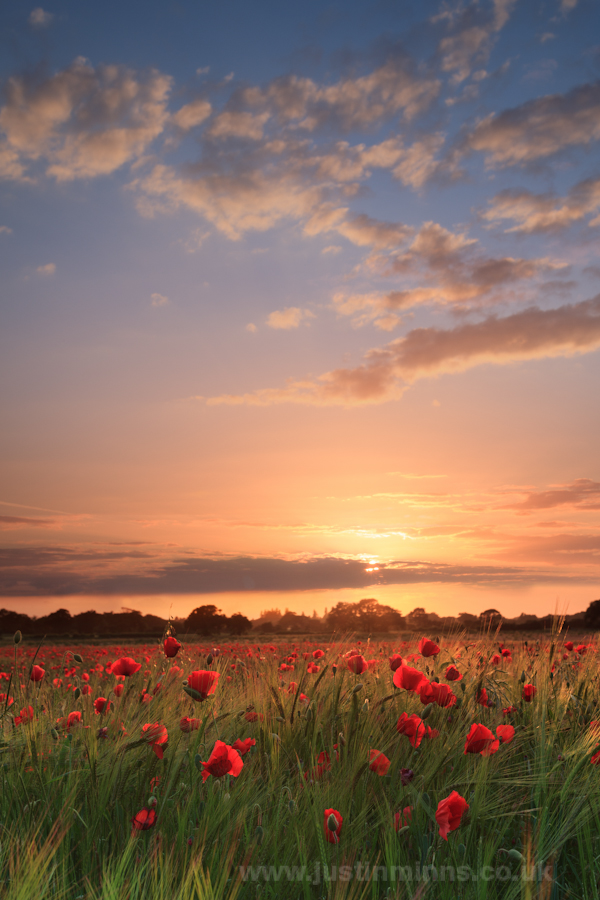 Summer sunset