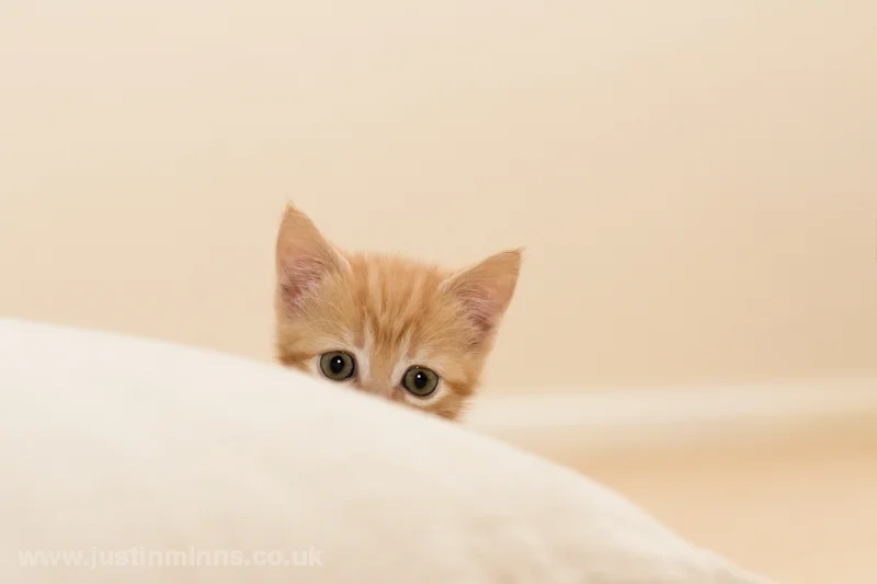 The purr-fect moment