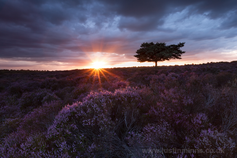 Suffolk Heather