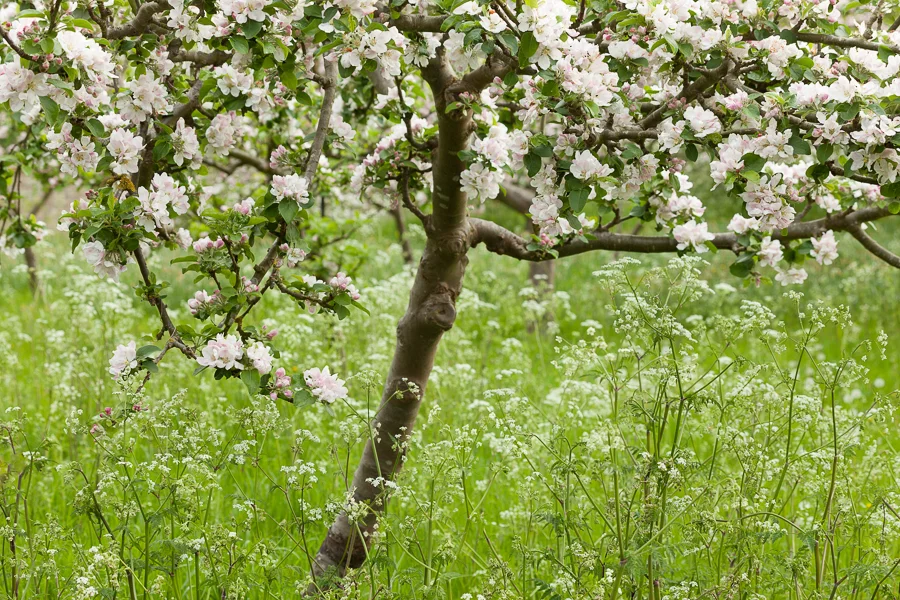 Apple blossom and wild flowers in the orchard at Wimpole Estate, Cambridgeshire