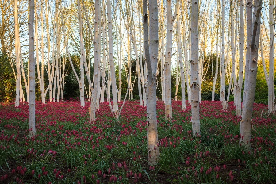  Little beauty tulips amongst the Winter Garden at Anglesey Abbey, Cambridgeshire