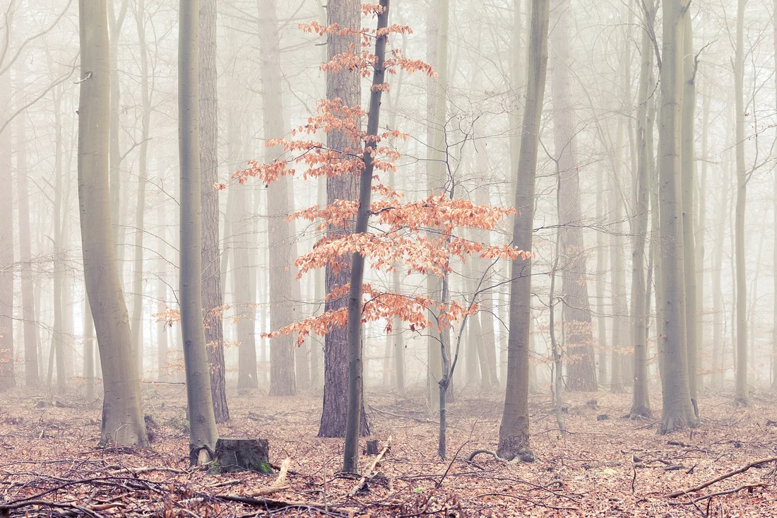 Freezing fog at Thetford Forest, Norfolk