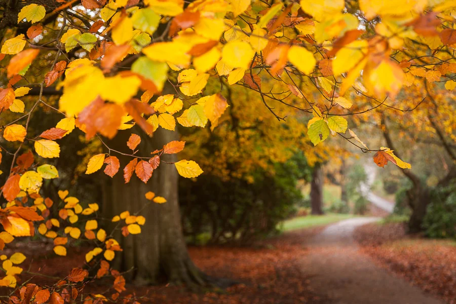 Sheringham Park, Norfolk in Autumn