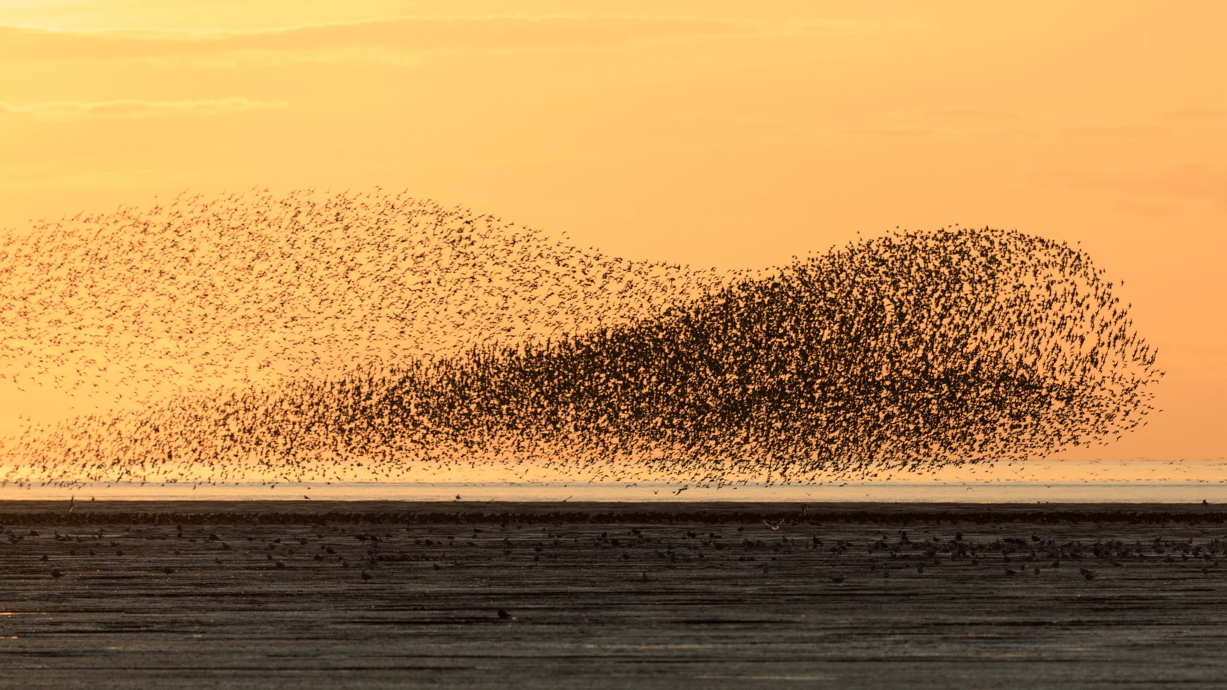 Murmeration Snettisham, Norfolk