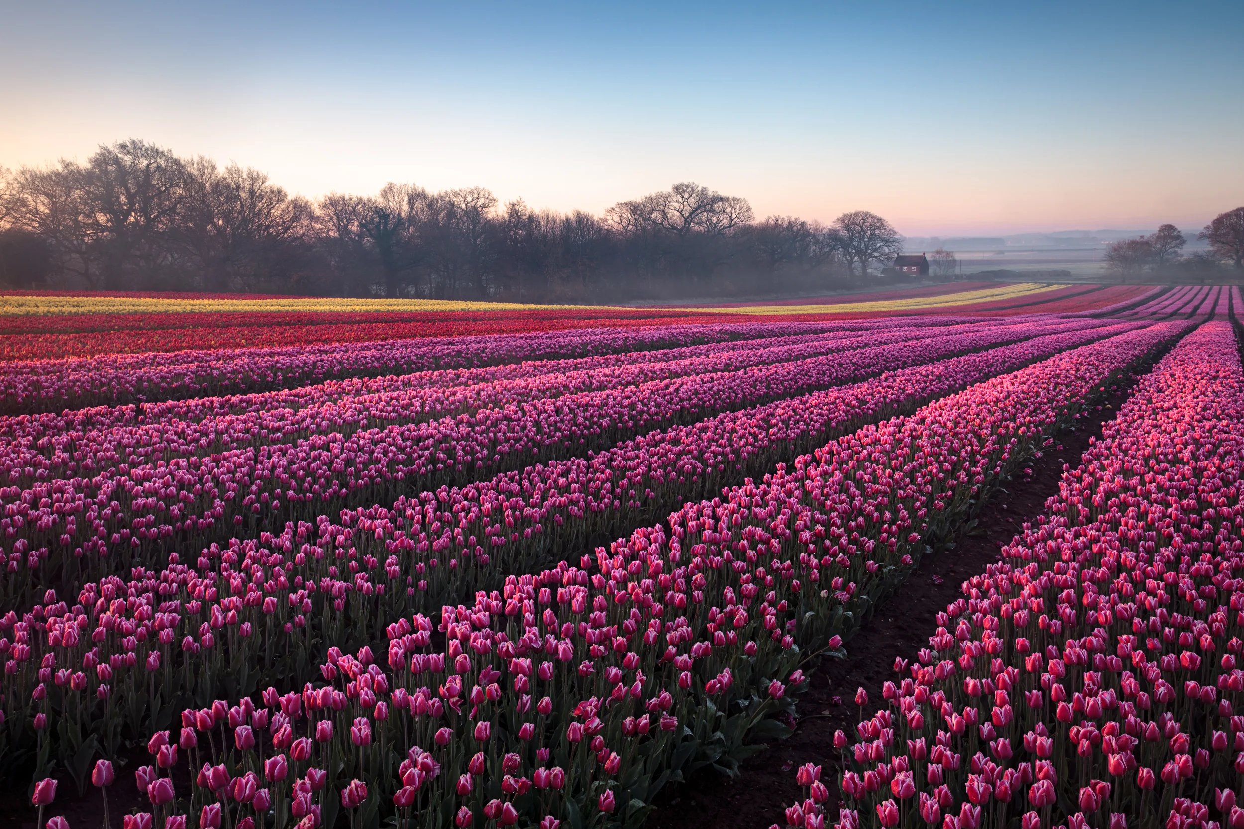 Tulips from Norfolk