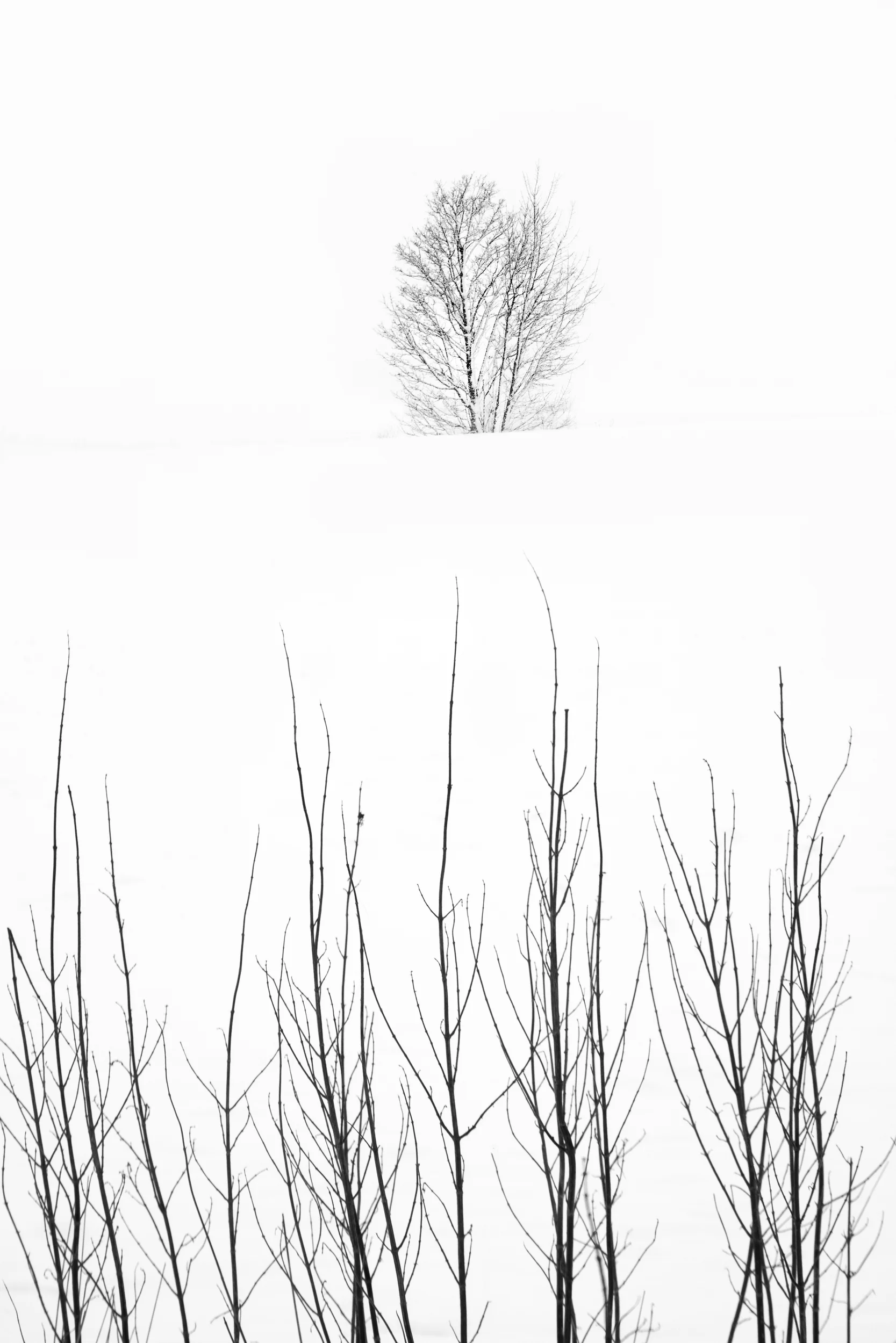 Local snow covered fields, Creeting St Peter - March