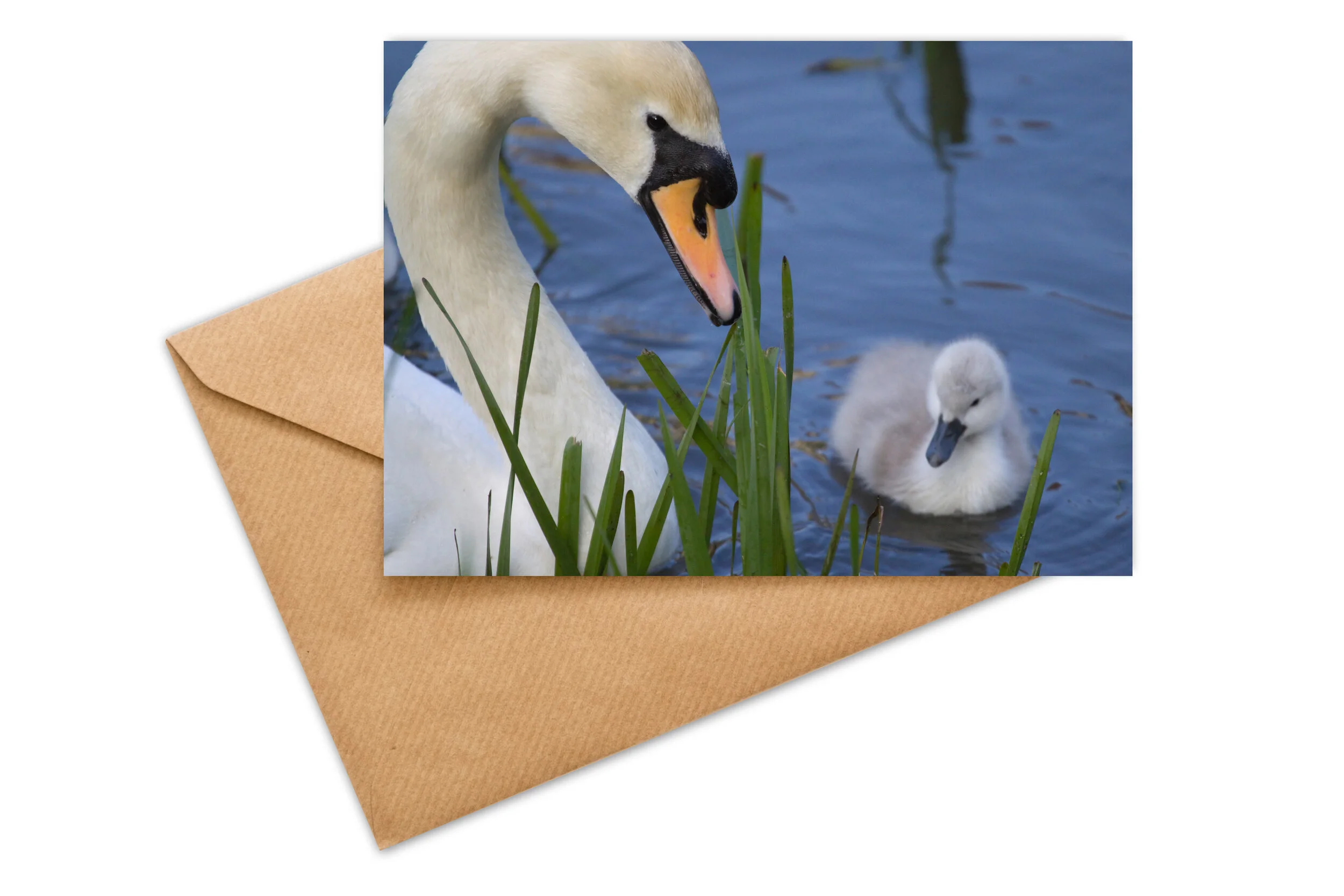 162 - Mute swans