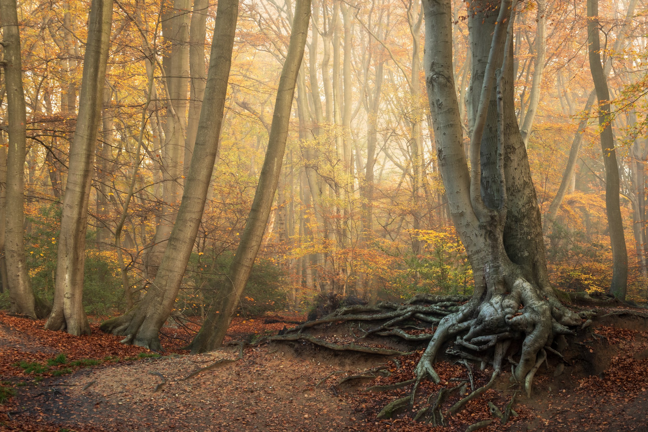 AUTUMN IN ESSEX  /  November 4th 2026