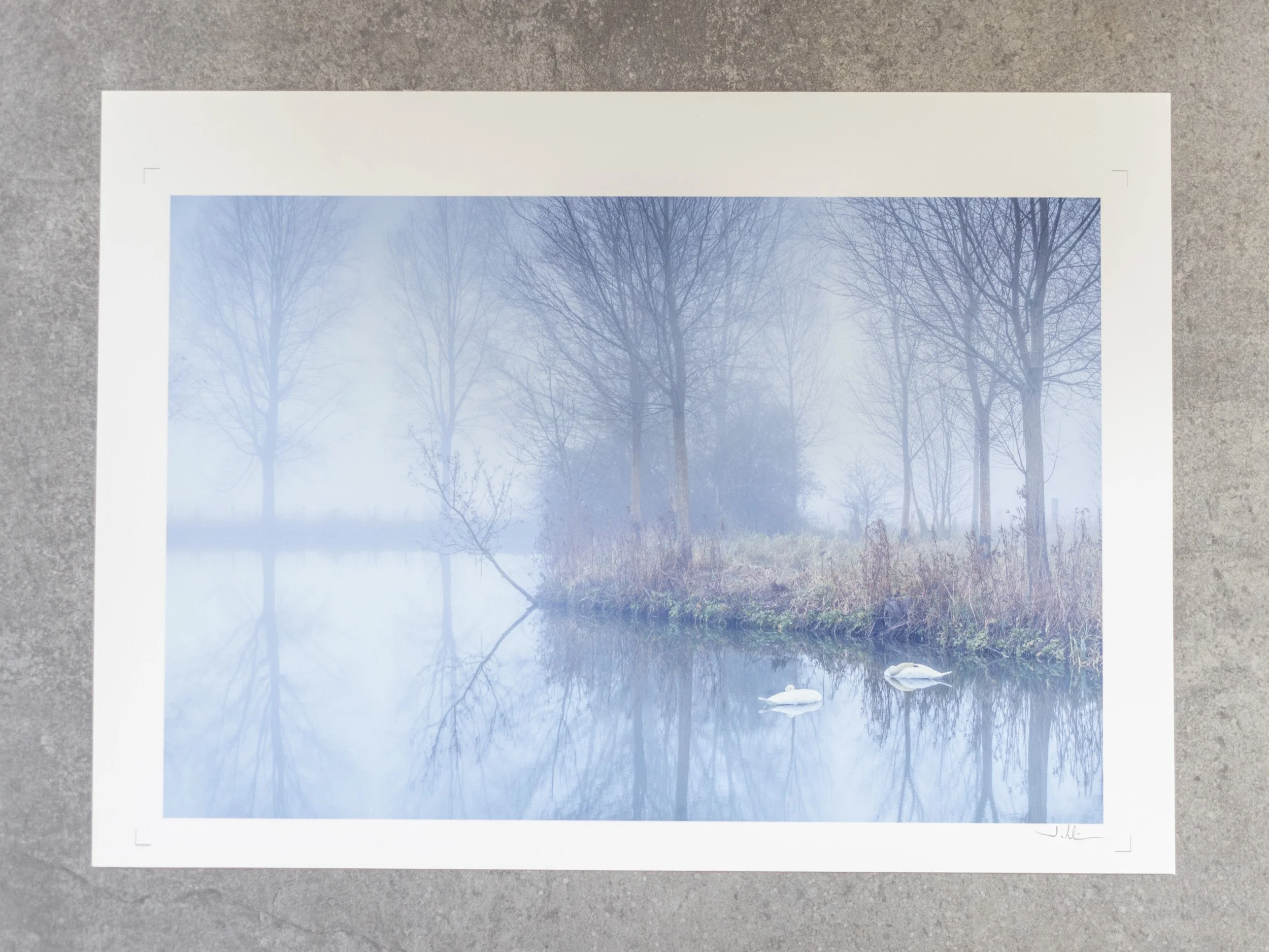 Sleeping swans - 15x10" fine art print