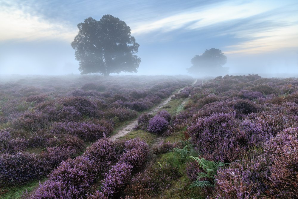 Sutton Heath, Suffolk on a misty morning