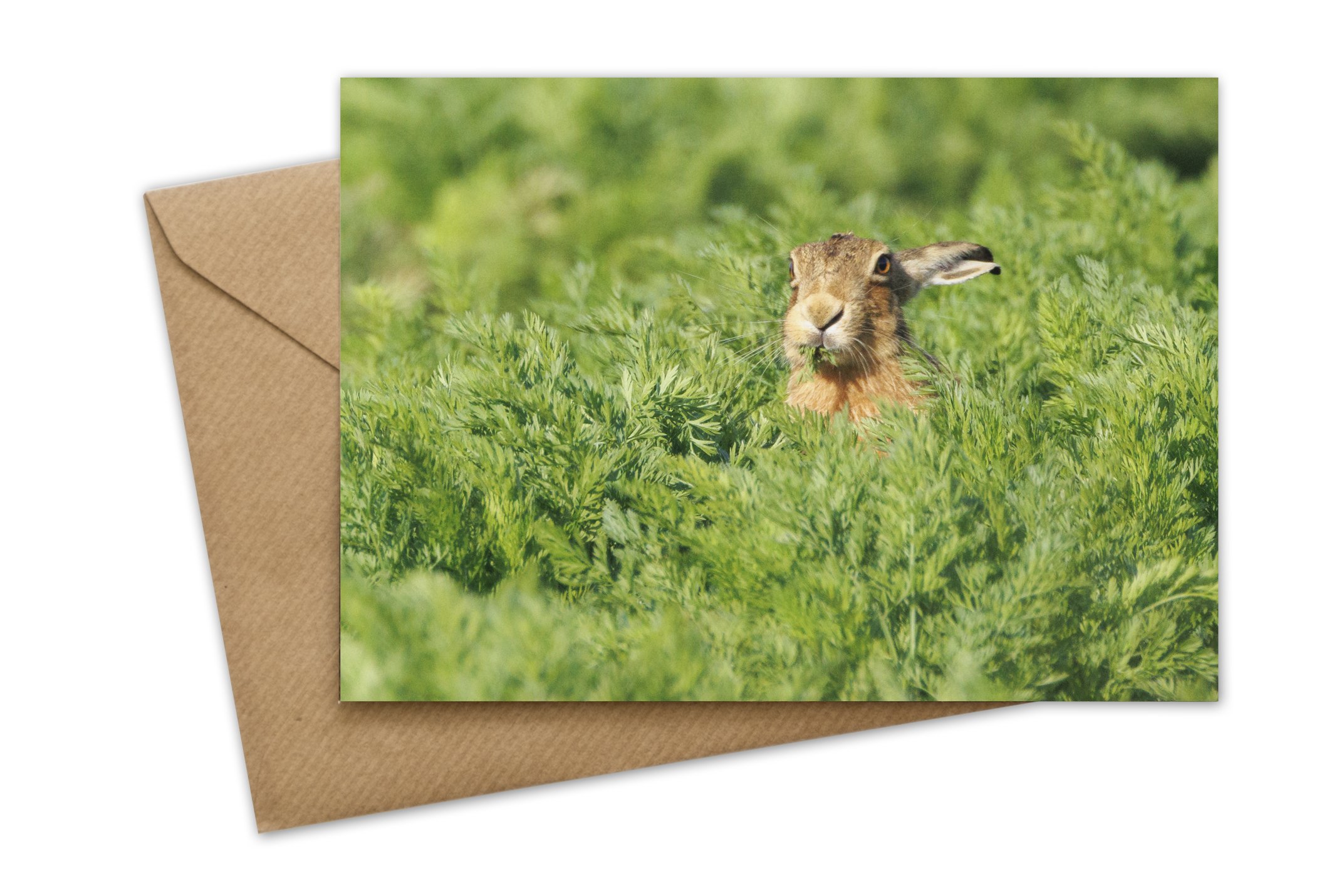 JMGC-075 hare.jpg