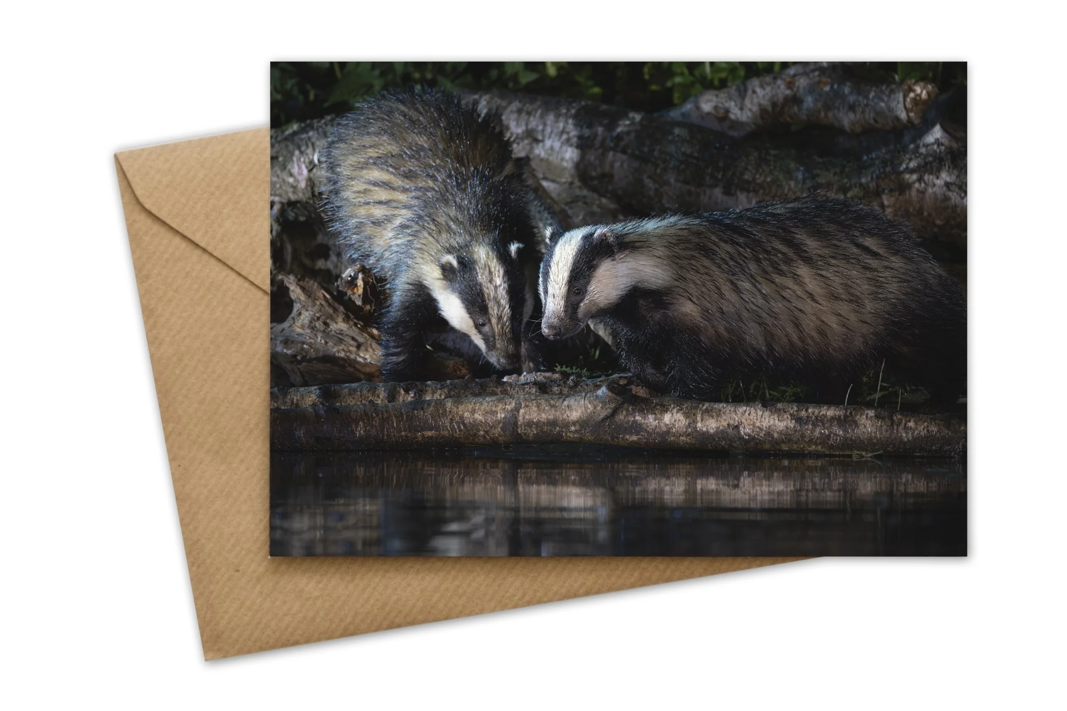 JMGC-074 badger.jpg