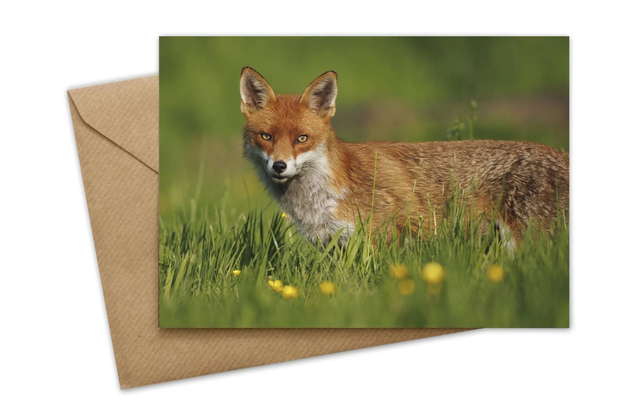JMGC-072 fox.jpg