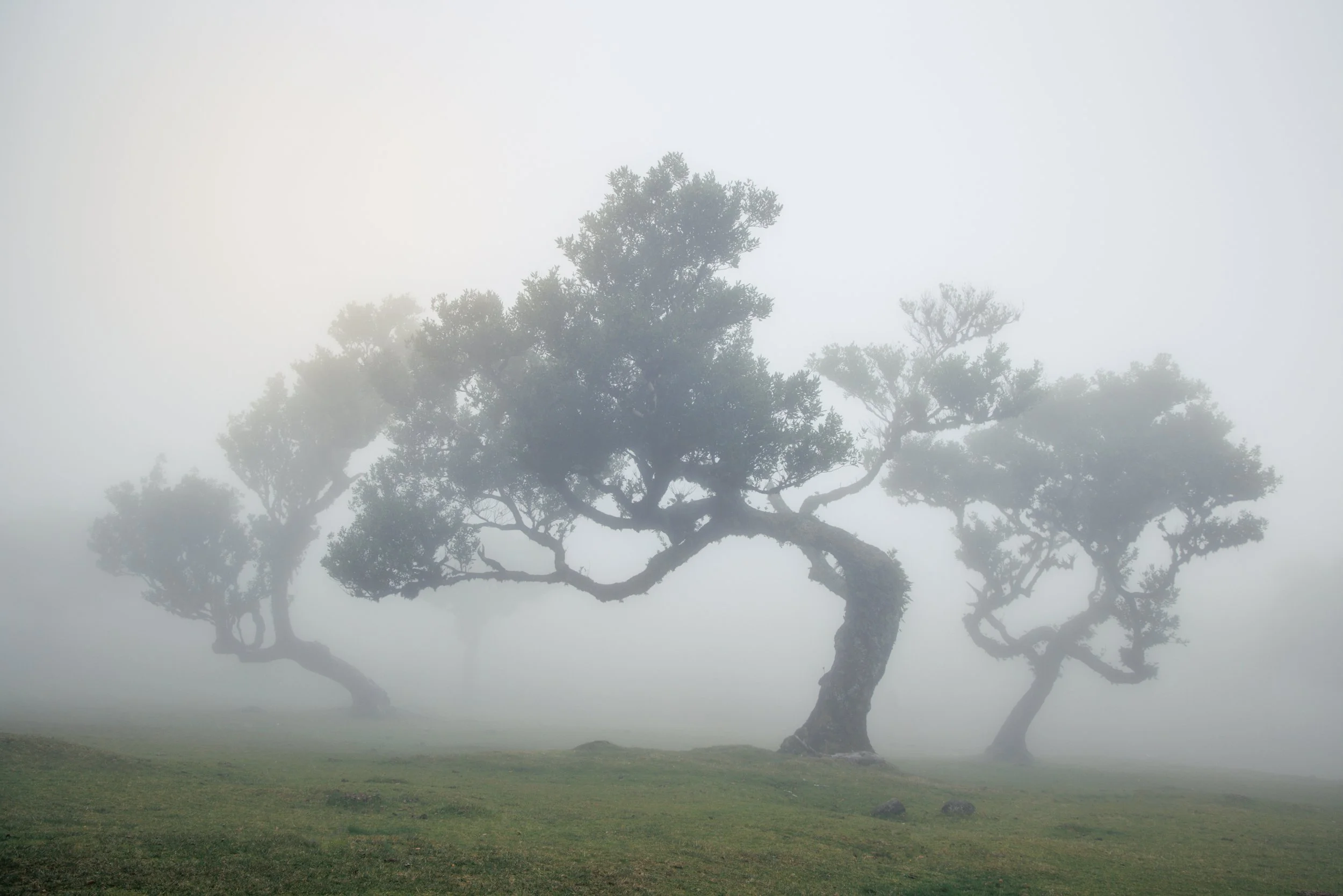 MADEIRA-33.jpg