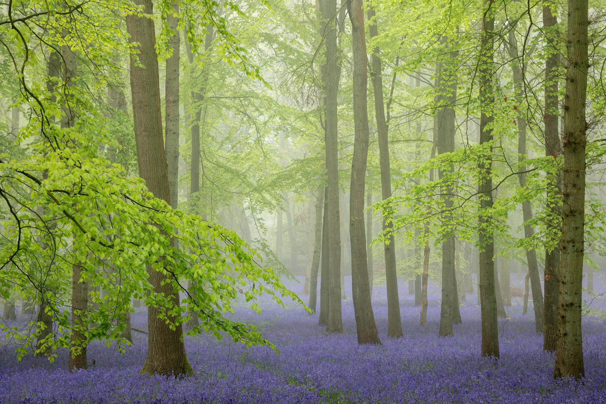 Spring in Ashridge, Hertfordshire